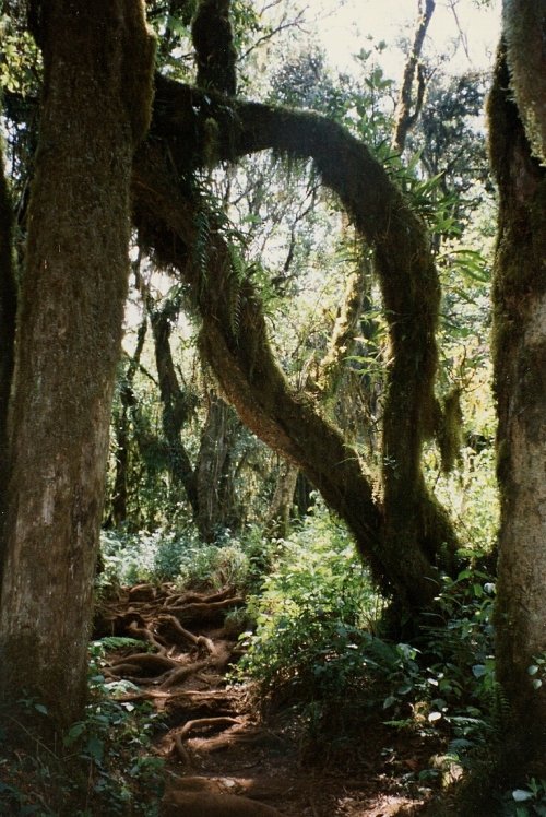 nebelwald