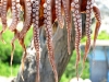 Plimiri_Octopus