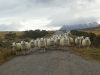 Traffic_jam_in_the_Highlands